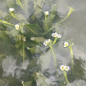 大理海菜苗，水性杨花种苗