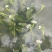 大理海菜苗，水性杨花种苗