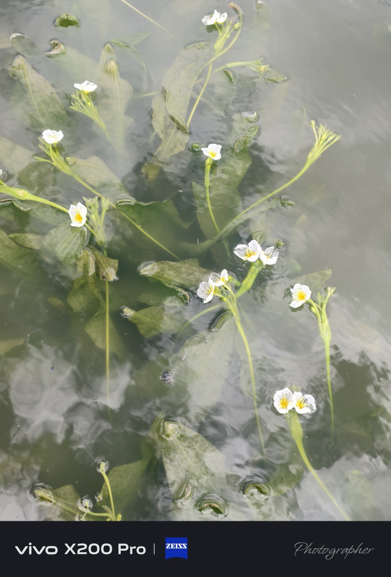 大理海菜苗，水性杨花种苗