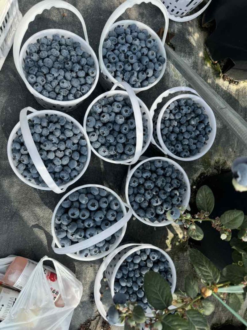云南抚仙湖花香蓝莓🫐