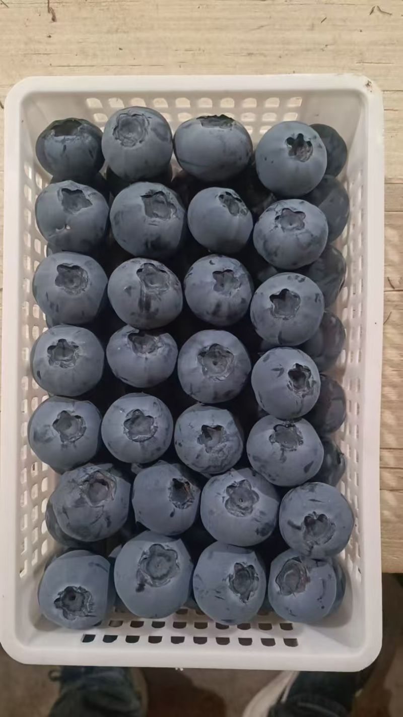 山东莒县蓝莓产地大量上市了