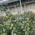 山东莒县蓝莓产地大量上市了
