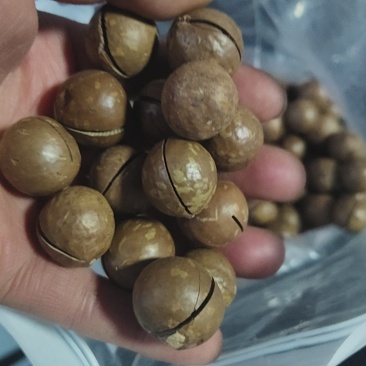 夏威夷果