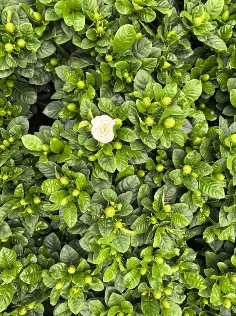 佛山大叶栀子花