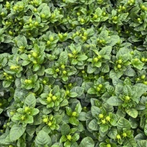 佛山大叶栀子花
