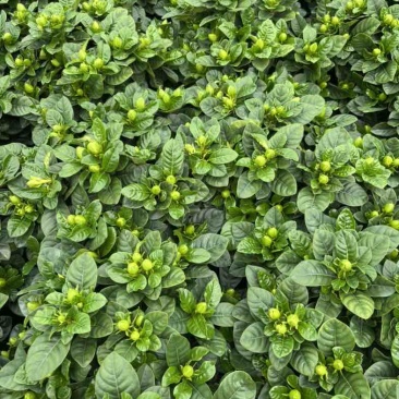 佛山大叶栀子花