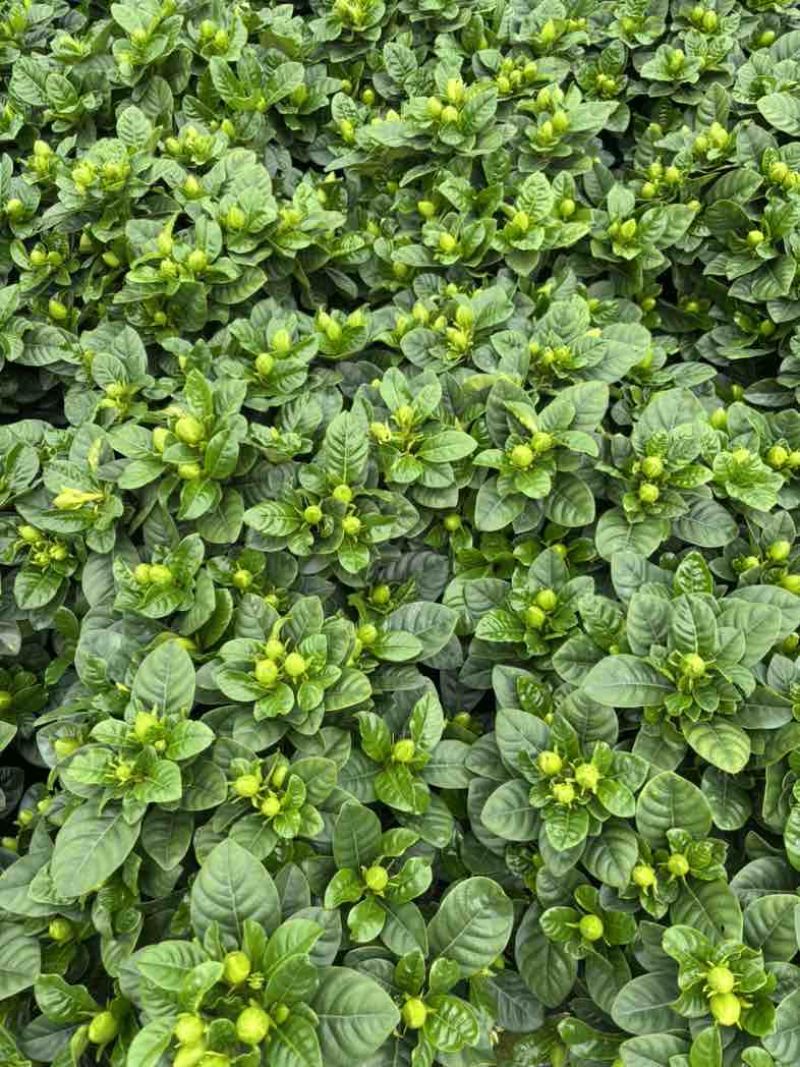 佛山大叶栀子花