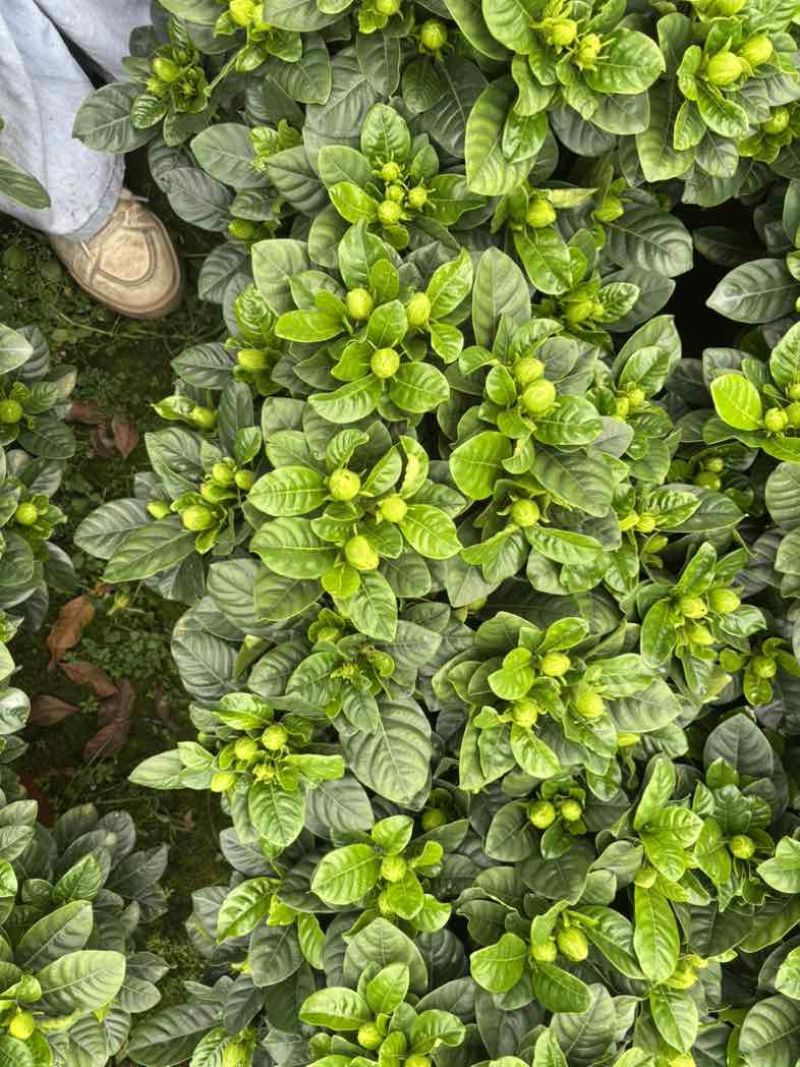 佛山大叶栀子花