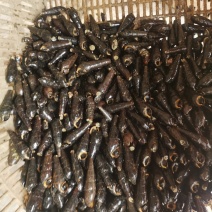 铁螺，大个头