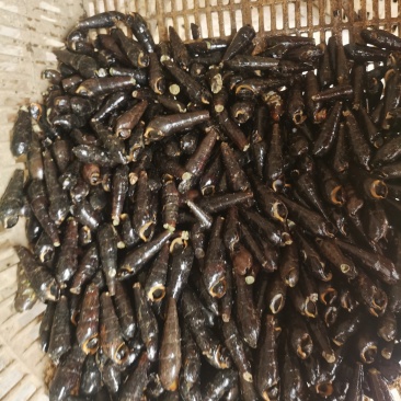 铁螺，大个头