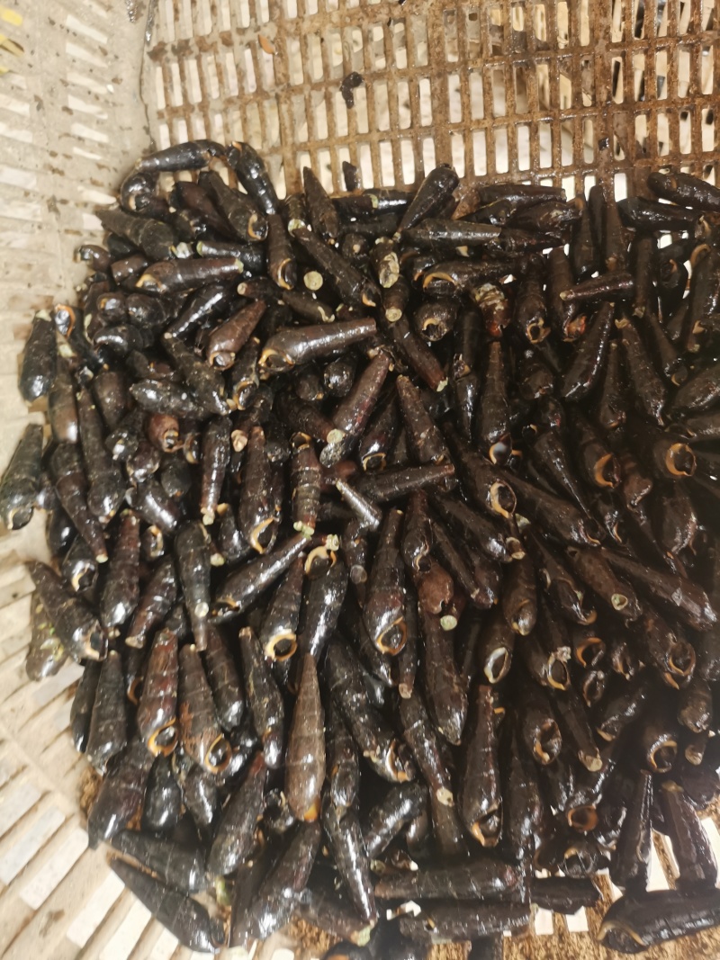 铁螺，大个头