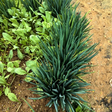 农村自家种的青菜🥬