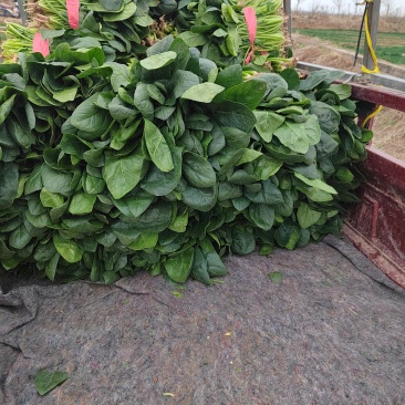 大叶菠菜，25到30公分