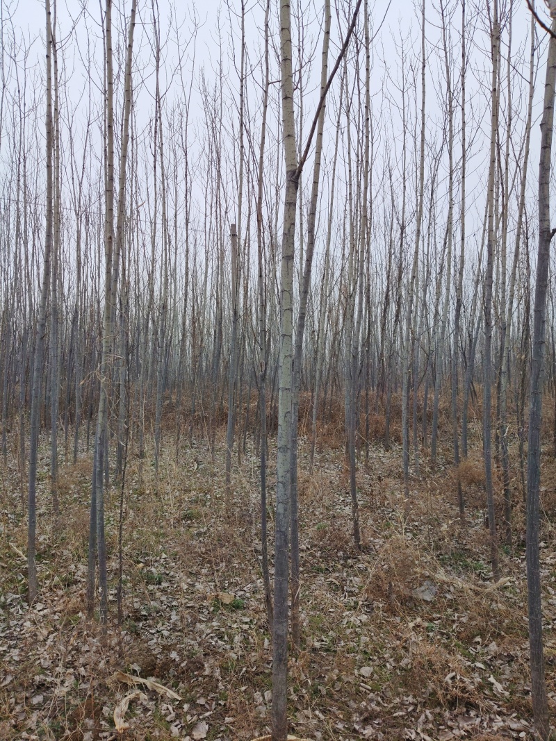 3至6公分杨树50亩