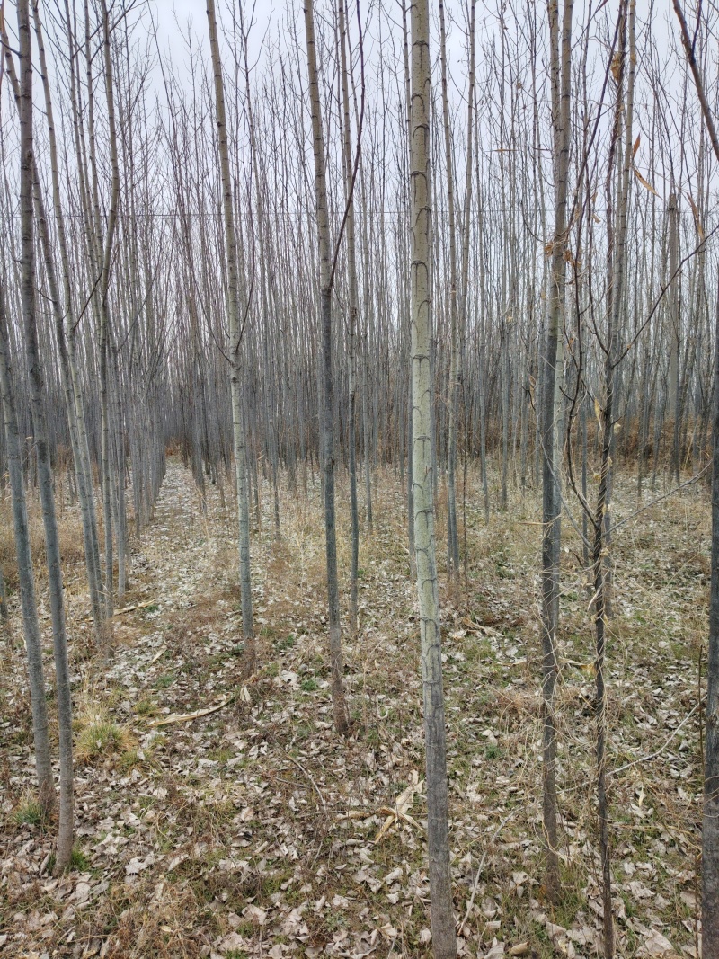 3至6公分杨树50亩