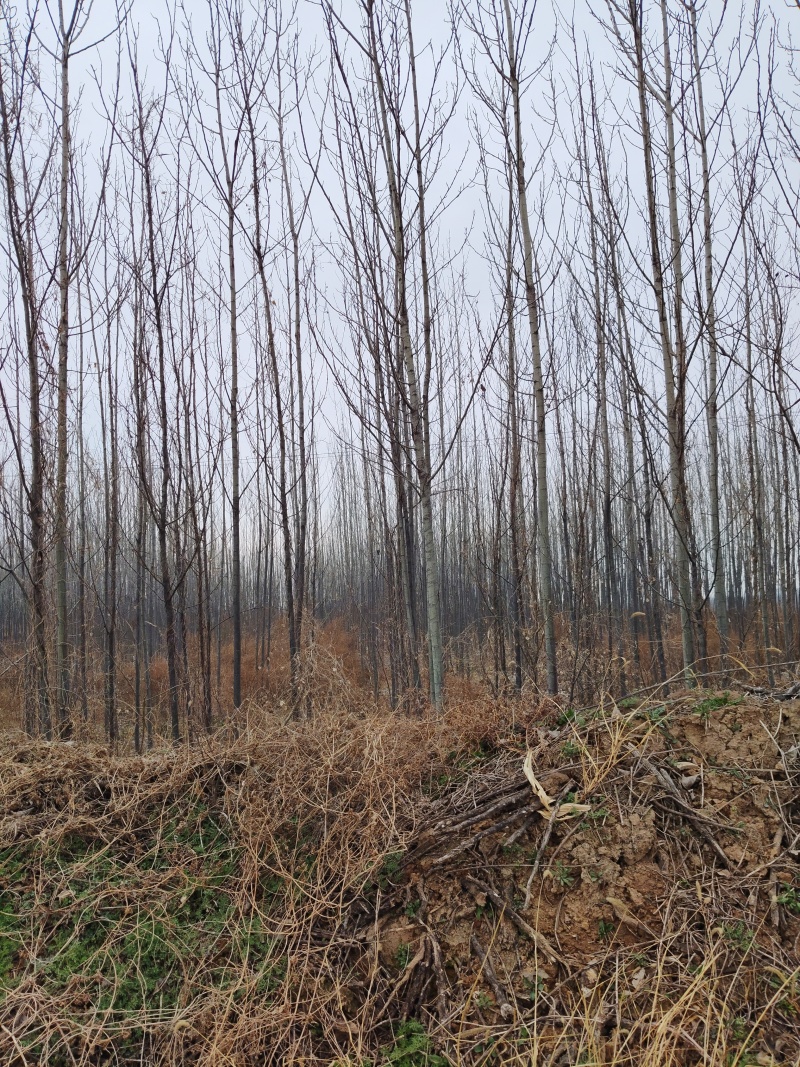 3至6公分杨树50亩