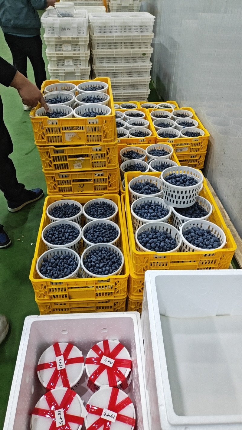 宝山蓝莓