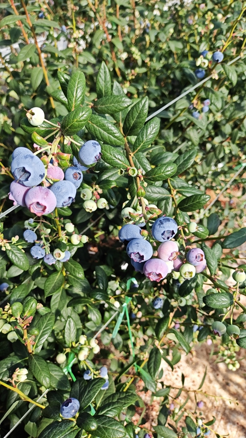 宝山蓝莓