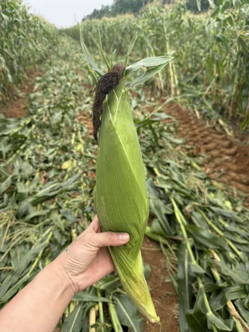 太鲜甜玉米广东湛江产地直销个头均匀表皮光滑价格优美