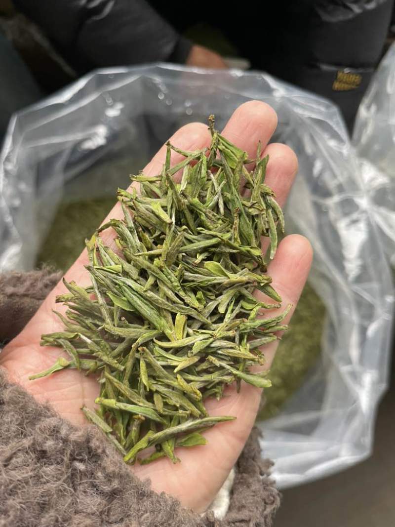 乌牛早毛峰