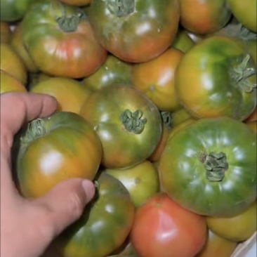 西红柿