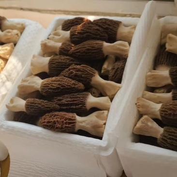 【顺丰包邮】新鲜羊肚菌煲汤美味