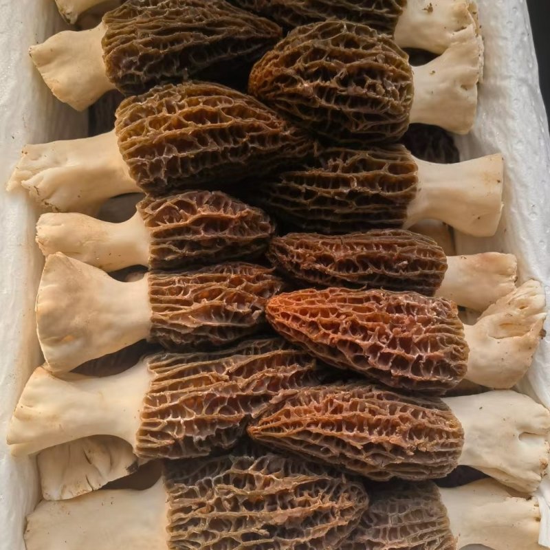 【顺丰包邮】新鲜羊肚菌煲汤美味
