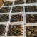 【顺丰包邮】新鲜羊肚菌煲汤美味