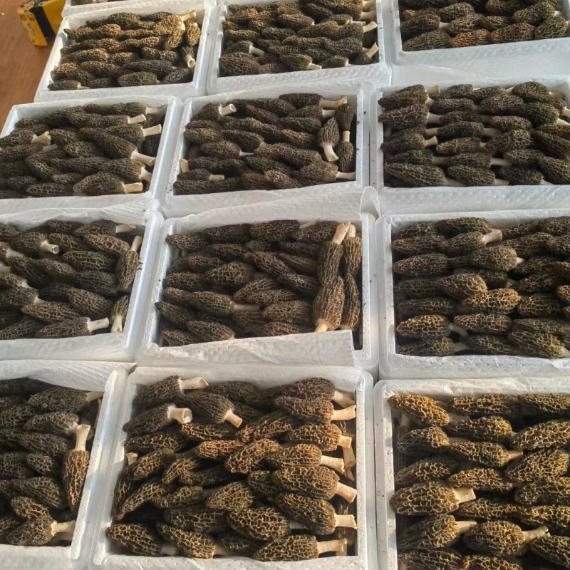 【顺丰包邮】新鲜羊肚菌煲汤美味