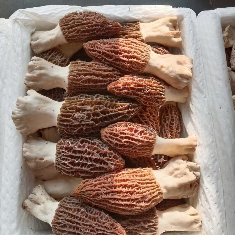 【顺丰包邮】新鲜羊肚菌煲汤美味