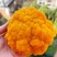 【顺丰包邮】新鲜金耳菌低脂低卡