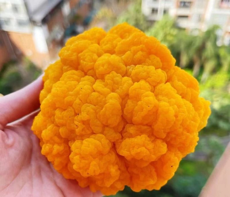 【顺丰包邮】新鲜金耳菌低脂低卡