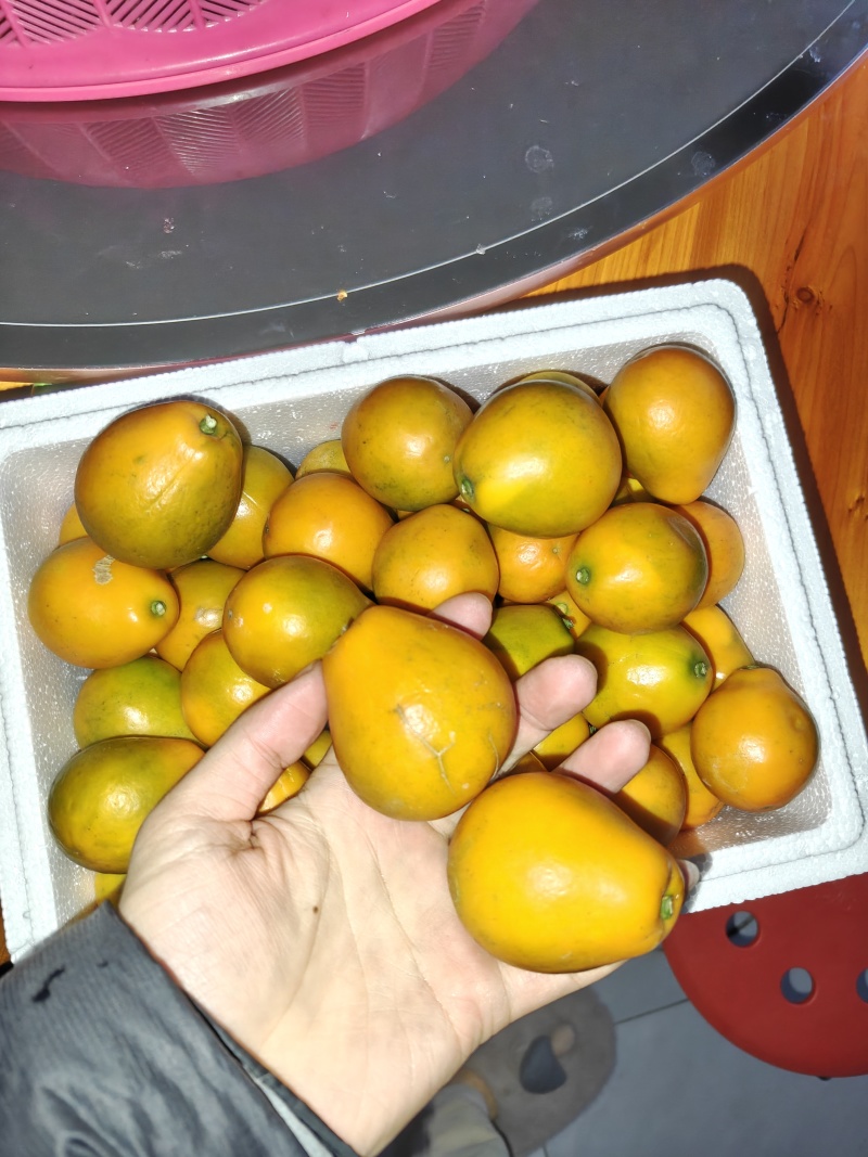 融安脆蜜金桔