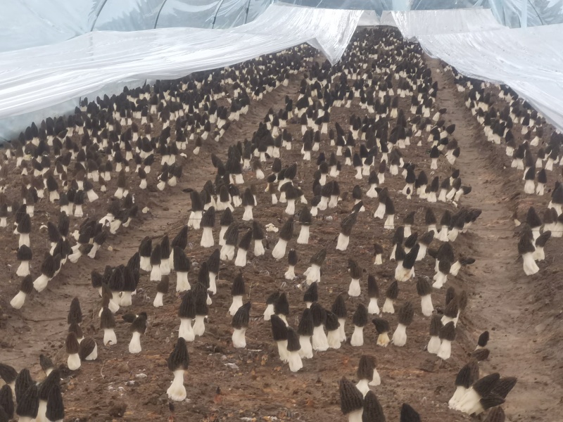 基地直发新鲜到家