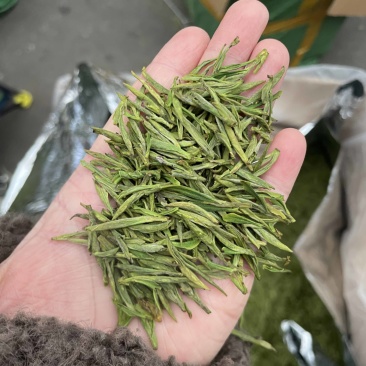 白茶毛峰