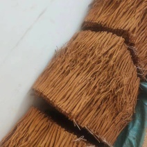 贵州威宁黄党参