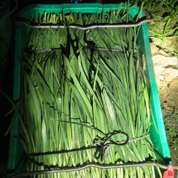 韭菜大量出，需要的老板们，常年一直都有。