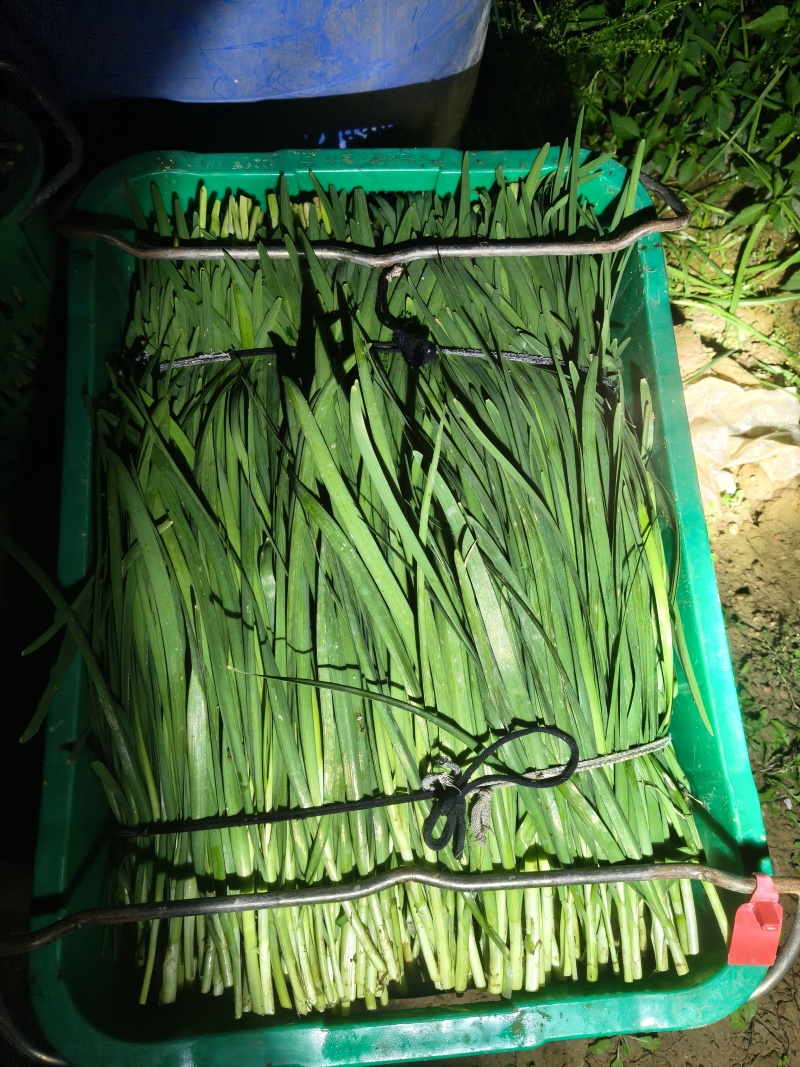 韭菜大量出，需要的老板们，常年一直都有。