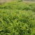 贵州高山二黄生姜，口感好，没有打农药