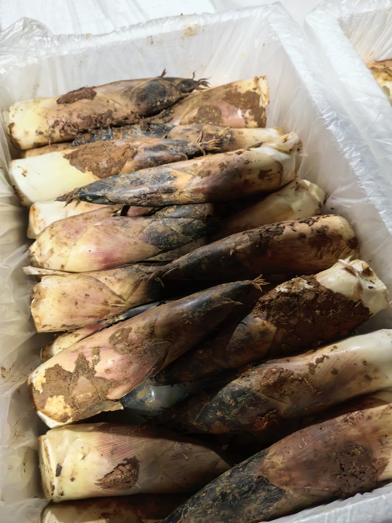 江西上饶弋阳雷笋