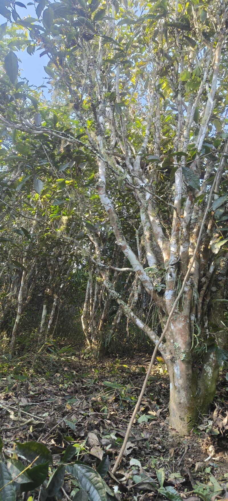 古六大茶山普洱茶