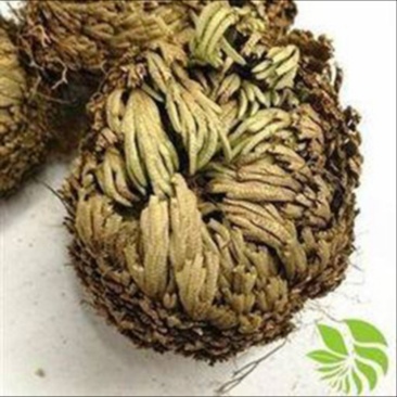 还魂草