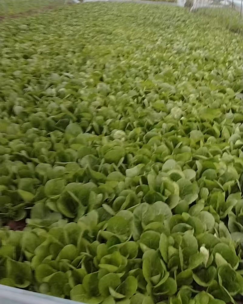 快菜，蔬菜
