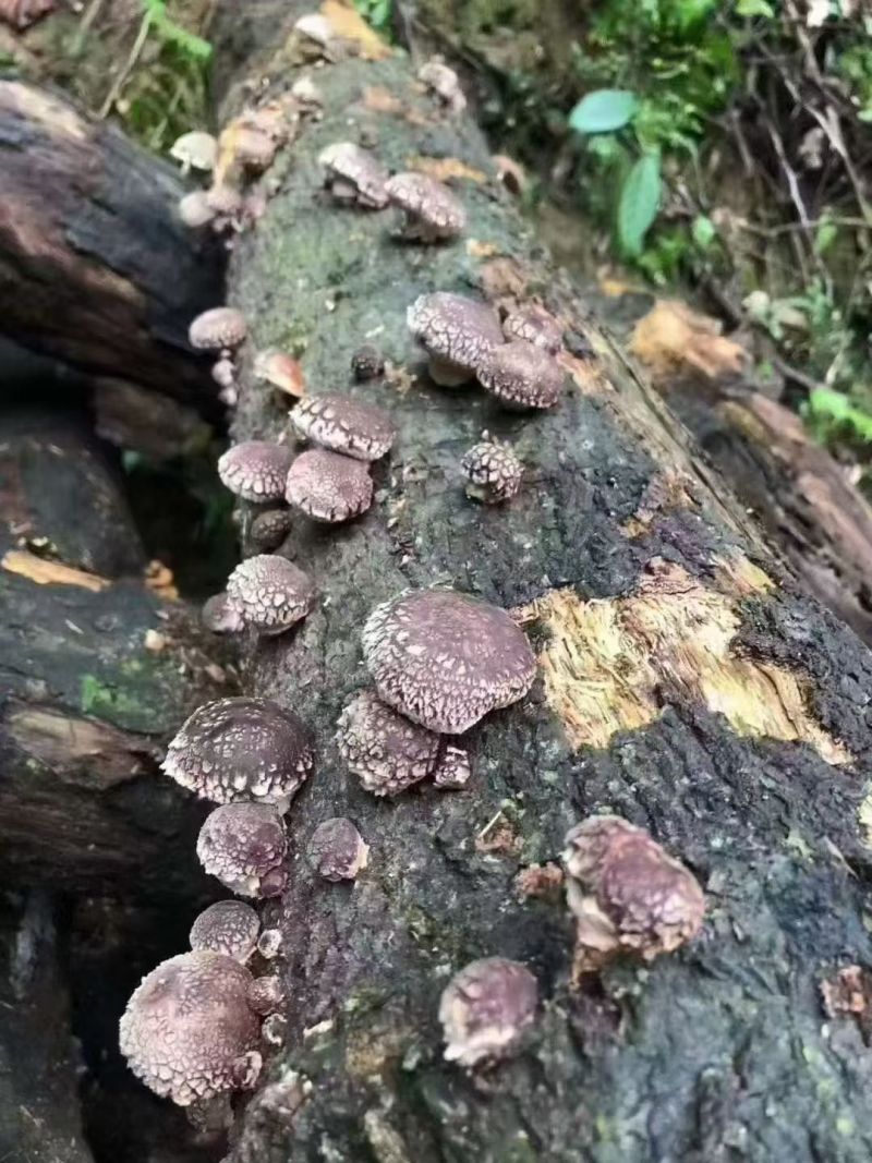 土香菇
