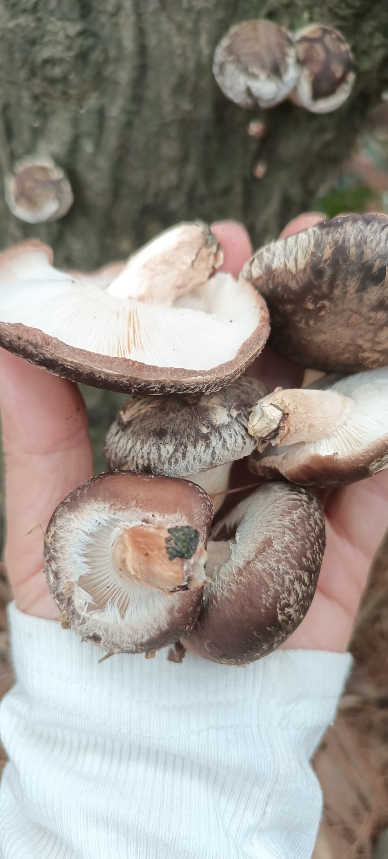 土香菇