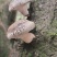 土香菇