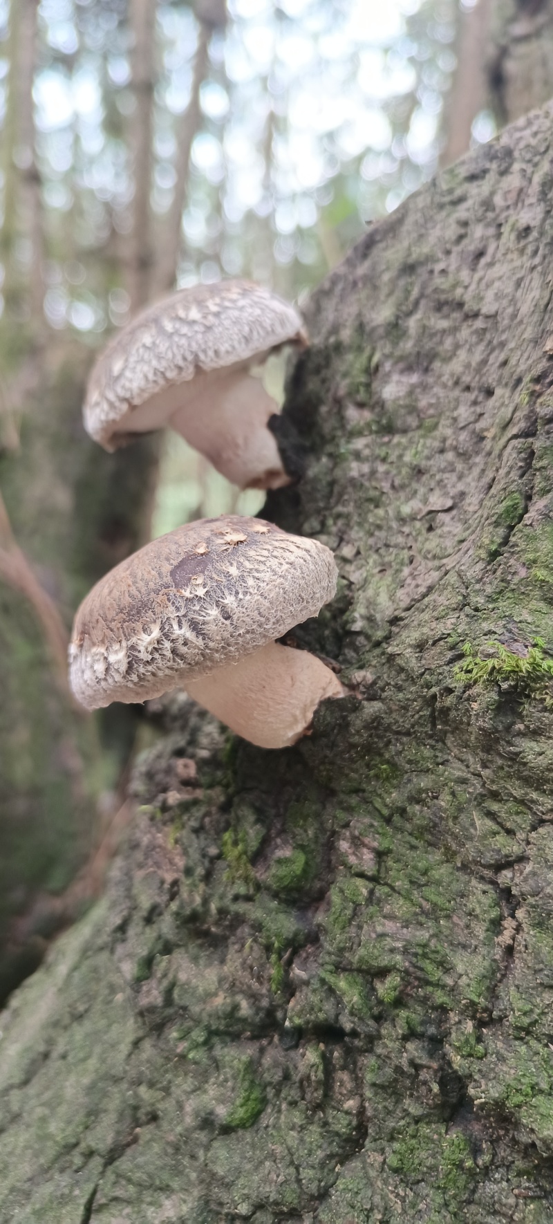 土香菇