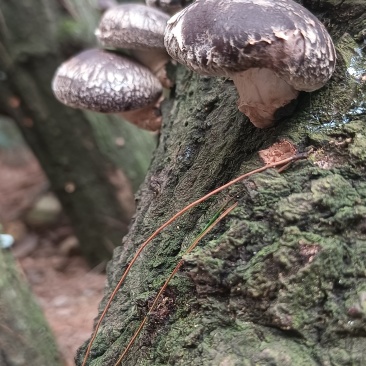 土香菇