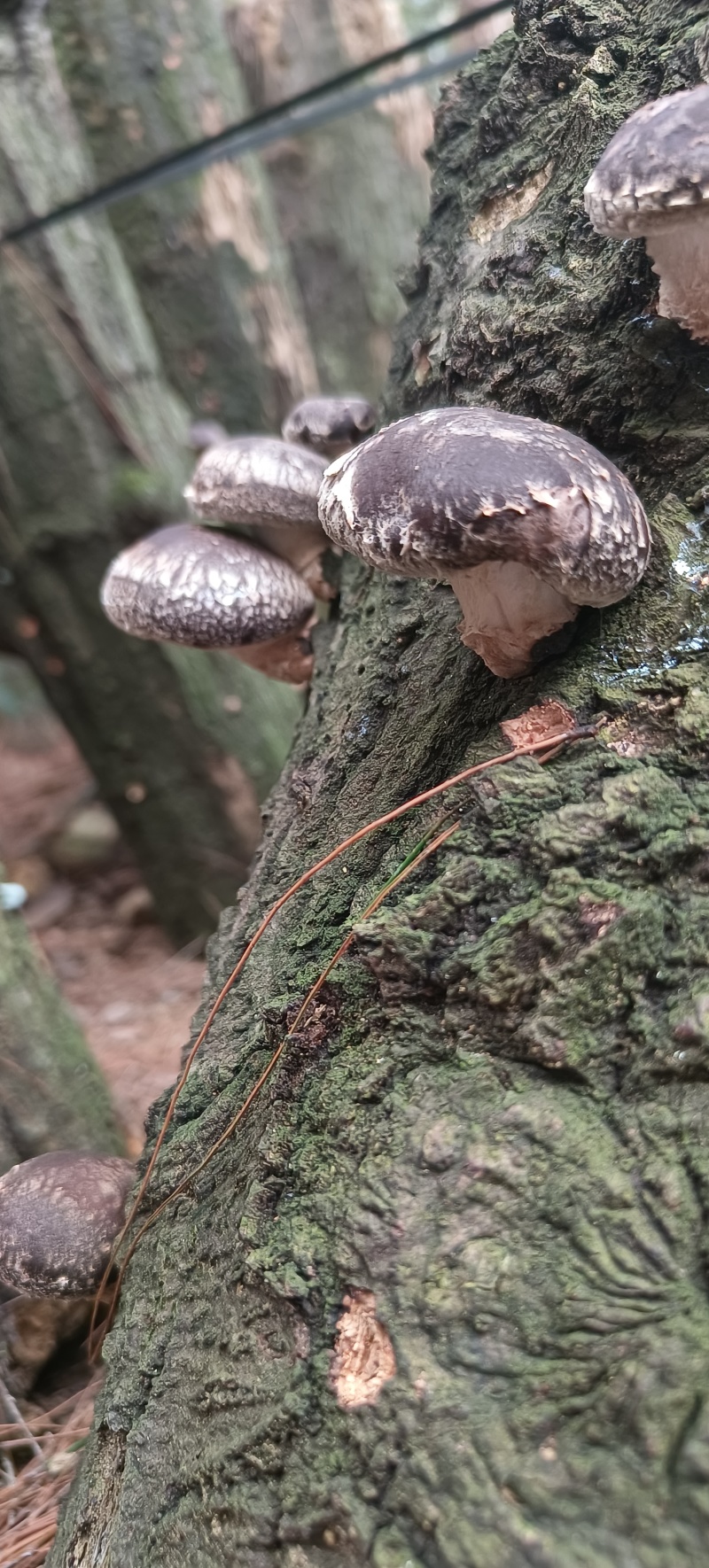 土香菇