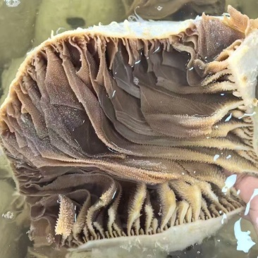 黑毛肚，品质好